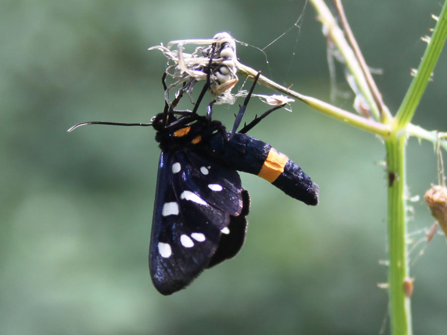 Syntomis  Phegea